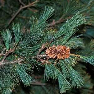 Tree - Macedonian Pine (Pinus peuce) Branch and cone