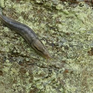 Tree Slug (Limax marginatus) adult, on damp tree trunk, Norfolk, England, September