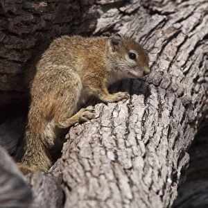 Tree Squirrel - A common but mainly solitary squirrel found in savannahbushveld and wood areas - Botswana