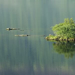 Trees growing on small island reflected in lake, Crummock Water, Lake District N. P. Cumbria, England, June