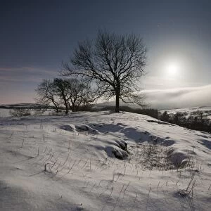 Trees and snow by moonlight at night, Dinkling Green Farm, Whitewell, Clitheroe, Lancashire, England, february