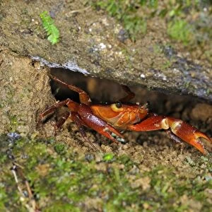 Trinidad Mountain Crab (Pseudothelphusa garmani) adult, sheltering in rock crevice, Trinidad, Trinidad and Tobago