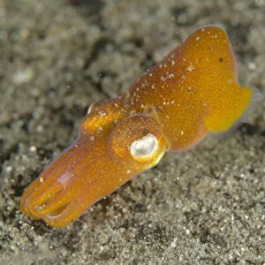 Tropical Bottletail Squid (Sepiadarium kochi) adult, swimming over sand, Horseshoe Bay, Nusa Kode, Rinca Island