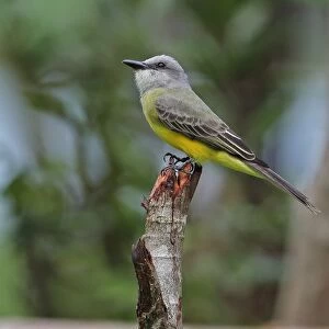 Tropical Kingbird (Tyrannus melancholicus satrapa) adult, perched on post, Chagres River, Panama, November