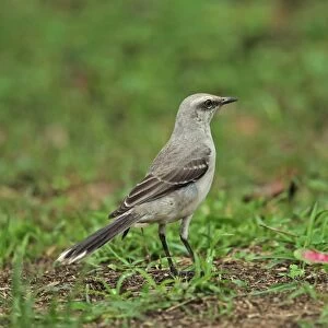 Tropical Mockingbird (Mimus gilvus tolimensis) adult, standing on ground, Rio Indio, Panama, October