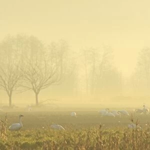 Trumpeter Swan (Cygnus buccinator) flock, feeding on field in mist at dawn, Courtenay, British Columbia, Canada