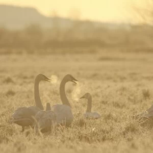 Trumpeter Swan (Cygnus buccinator) flock, with breath condensing in cold air, on field at dawn, Courtenay