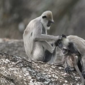 Tufted Grey Langur (Semnopithecus priam thersites) two adult females and baby, mutual grooming, sitting in tree