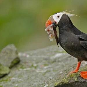 Tufted Puffin (Fratercula cirrhata) adult, breeding plumage, with squid and fish in beak, standing on rock