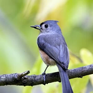 Tufted Titmouse (Baeolophus bicolor) adult, feeding, with sunflower seed in beak, perched on twig, U. S. A