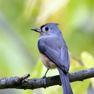 Tufted Titmouse (Baeolophus bicolor) adult, feeding, with sunflower seed in beak, perched on twig, U. S. A Tufted Titmouse (Baeolophus bicolor) adult, feeding, with sunflower seed in beak, perched on twig, U. S. A