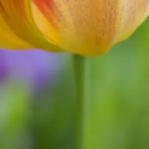 Tulip (Tulipa sp. ) close-up of flower, abstract detail of petals and stem, spring Tulip (Tulipa sp. ) close-up of flower, abstract detail of petals and stem, spring