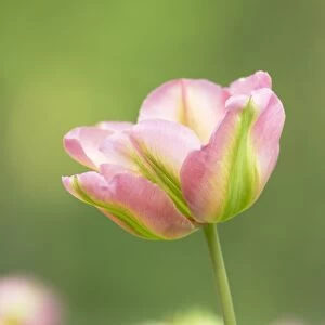 Tulip (Tulipa sp. ) Viridiflora Groenland, flowering, Keukenhof Gardens, South Holland, Netherlands