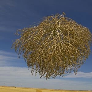 Tumbleweed (Salsola tragus) windblown dried plant, in mid-air over farmland, Spain, August