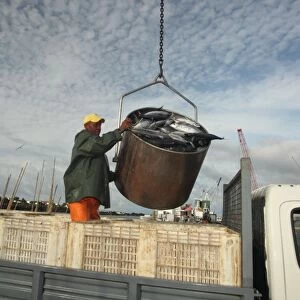 Tuna fisherman with catch being unloaded on quayside, caught using pole and line fishing method, Pico Island, Azores