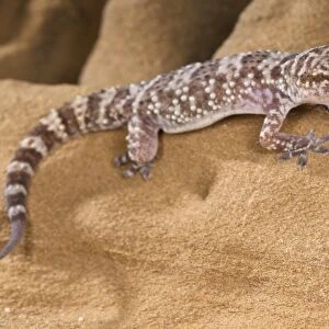 Turkish Gecko (Hemidactylus turcicus) adult, resting on sandstone rock, Italy, august
