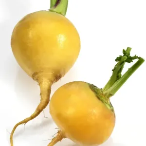 Rábano (Brassica rapa var. rapa), Esfero de Oro, raíces bulbosas Rábano (Brassica rapa var. rapa), Esfero de Oro, raíces bulbosas