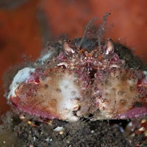 Two-horn Box Crab (Calappa bicornis) adult, resting on black sand, Seraya, Bali, Lesser Sunda Islands, Indonesia