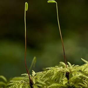 Umbrella Moss (Leucolepis acanthoneuron) spore capsules, growing in Coast Redwood (Sequoia sempervirens) forest