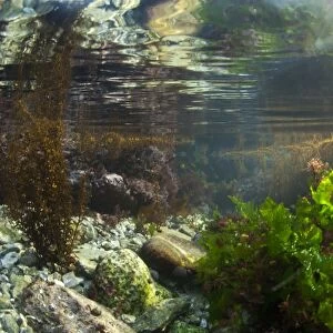 Underwater view of rockpool habitat, Falmouth, Cornwall, England, February