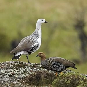 Upland Goose (Chloephaga picta) adult pair, standing during rainfall, Torres del Paine N. P