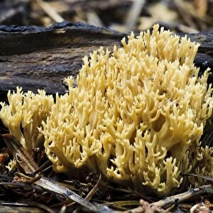 Upright Coral Fungus (Ramaria stricta) fruiting body, growing on decaying twigs, Sir Harold Hillier Gardens, Romsey