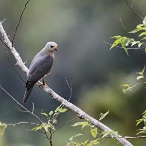 Variable Goshawk (Accipiter hiogaster lavongai) adult, perched on branch, Lelet Plateau, New Ireland