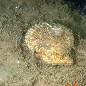 Variegated Scallop (Chlamys varia) adult, on seabed, Lyme Bay, Dorset, England, August