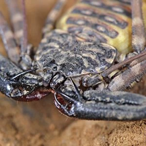 Variegated Tailless Whip Scorpion (Damon variegatus) adult female, close-up of cephalothorax and pincers, Balule Nature Reserve, Limpopo Province, South Africa