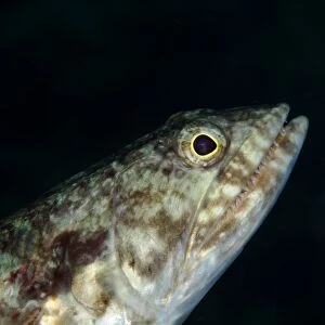Varigated Lizardfish (Synodus variegatus) adult, close-up of head, Lembeh Straits, Sulawesi, Sunda Islands, Indonesia