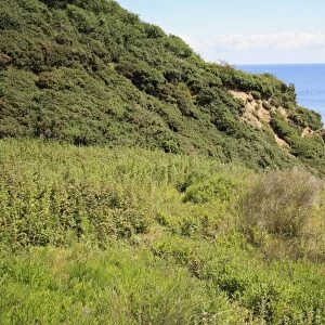 Vegetated gulley of slumped sea cliff, Whitecliff Bay, Isle of Wight, England, june