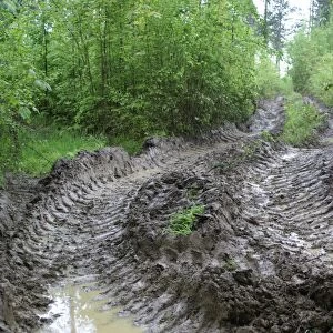 Vehicle tracks in woodland, disturbance to World War One battlefield caused by tree extraction, Verdun Battlefield