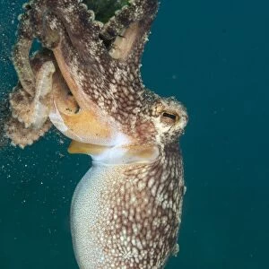 Veined Octopus (Amphioctopus marginatus) juvenile, clinging to glass bottle, Manado, Northeast Sulawesi, Indonesia