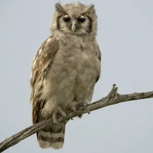 Verreaux's Eagle-owl Print, Adult Perched on Branch Verreaux's Eagle-owl Print, Adult Perched on Branch