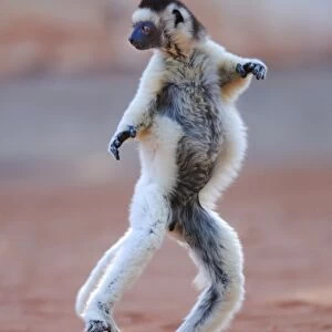Verreaux's Sifaka (Propithecus verreauxi) adult, running and leaping across ground in gallery forest, Berenty Nature Reserve, Southern Madagascar, august