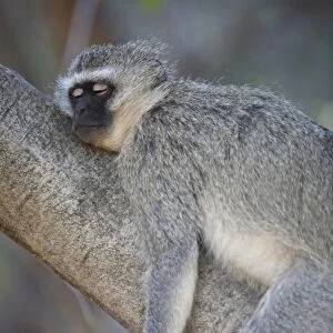 Vervet Monkey (Chlorocebus aethiops) adult, sleeping on tree branch, Pilanesberg Game Reserve, South Africa