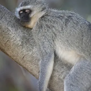 Vervet Monkey Print - Adult Sleeping on Tree Branch Vervet Monkey Print - Adult Sleeping on Tree Branch