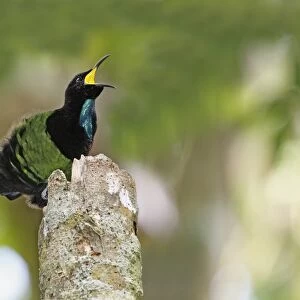 Victorias Riflebird (Ptiloris victoriae) adult male, calling, perched on display post, Atherton Tableland