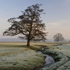 View of bare tree beside beck flowing through parkland at dawn, Hovingham Park, Hovingham, North Yorkshire, England