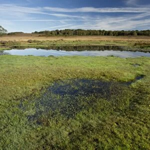 View of biodiverse pond with wet grassland in heathland habitat, Burley Moor East, near Burley, New Forest, Hampshire