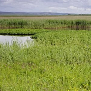 View from bird hide over marshland habitat, The Loons RSPB Reserve, Mainland, Orkney, Scotland, june