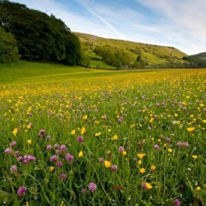 View of clover and buttercups flowering in wildflower meadow, Muker, Swaledale, Yorkshire Dales N. P