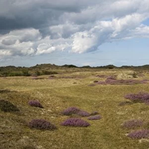 View of coastal heathland habitat with flowering heather, Winterton, Norfolk, England, august