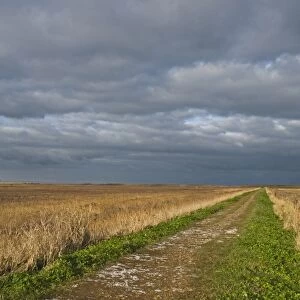 View of coastal reedbed habitat and stormy sky, East Bank, Cley Marshes, Cley-next-the-sea, Norfolk, England, winter