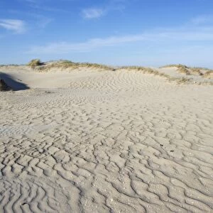 View of coastal sand dunes habitat, Romo, Wadden Sea Islands, Denmark, may