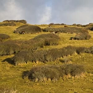 View of coastal scrub meadow with cattle on nature reserve, Durlston, Isle of Purbeck, Dorset, England, january