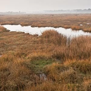 View of coastal wetland pasture, reedbeds and pools, Cley Marshes Reserve, Cley-next-the-sea, Norfolk, England, march
