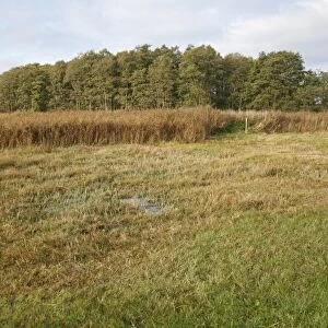 View of cut sedge and reedbeds habitat, in valley fen reserve, Market Weston Fen, Market Weston, Suffolk, England