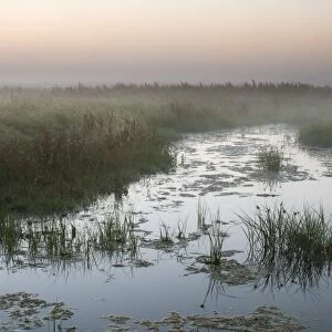 View of ditch in coastal grazing marsh habitat at dawn, Elmley Marshes National Nature Reserve, Isle of Sheppey, Kent