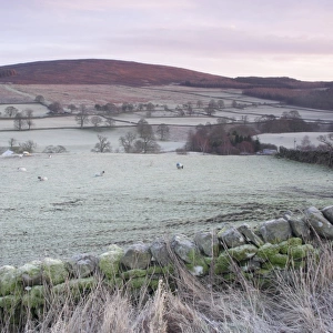 View of drystone wall, sheep grazing in frosty pasture and hillside above river in valley at dawn, Barden, Wharfedale
